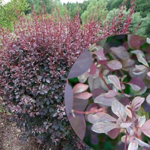 Berberis x ottawensis 'Silver Miles' - Ottawa kukerpuu 'Silver Miles' C2/2L